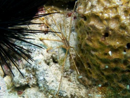 Yellowline Arrow Crab IMG 3084